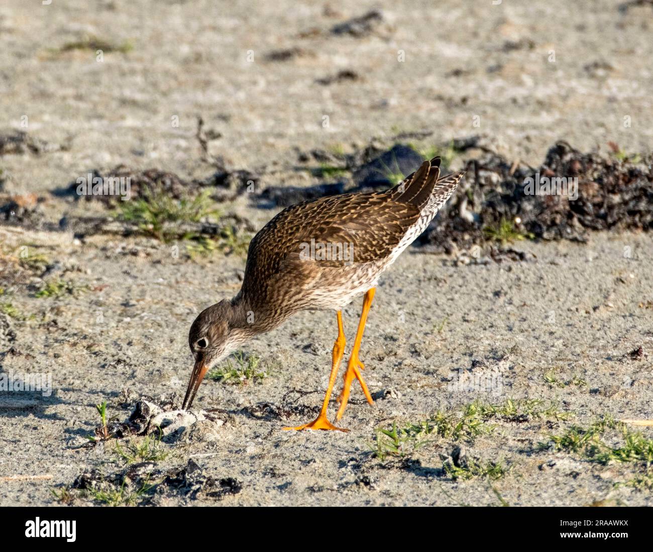 Redshank, Tringa totanus, recherche sur une plage, June, Tiree, Inner Hebrides, Écosse, ROYAUME-UNI Banque D'Images