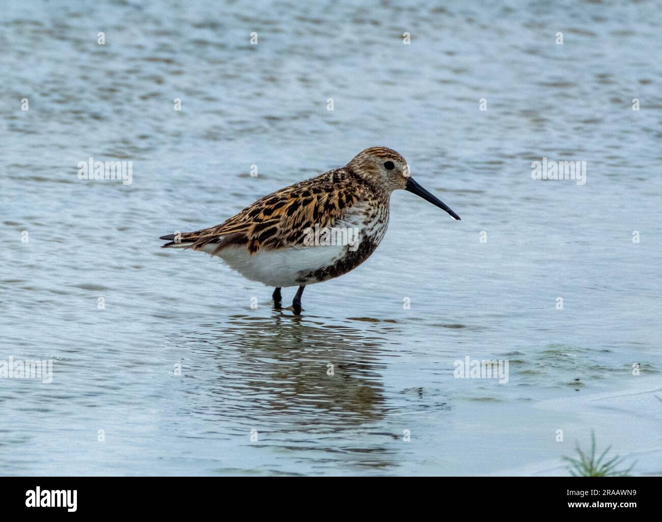 Dunlin (Calidris alpina). Adulte en plumage d'été, Isle of Tiree, Inner Hebrides, Écosse, Royaume-Uni Banque D'Images