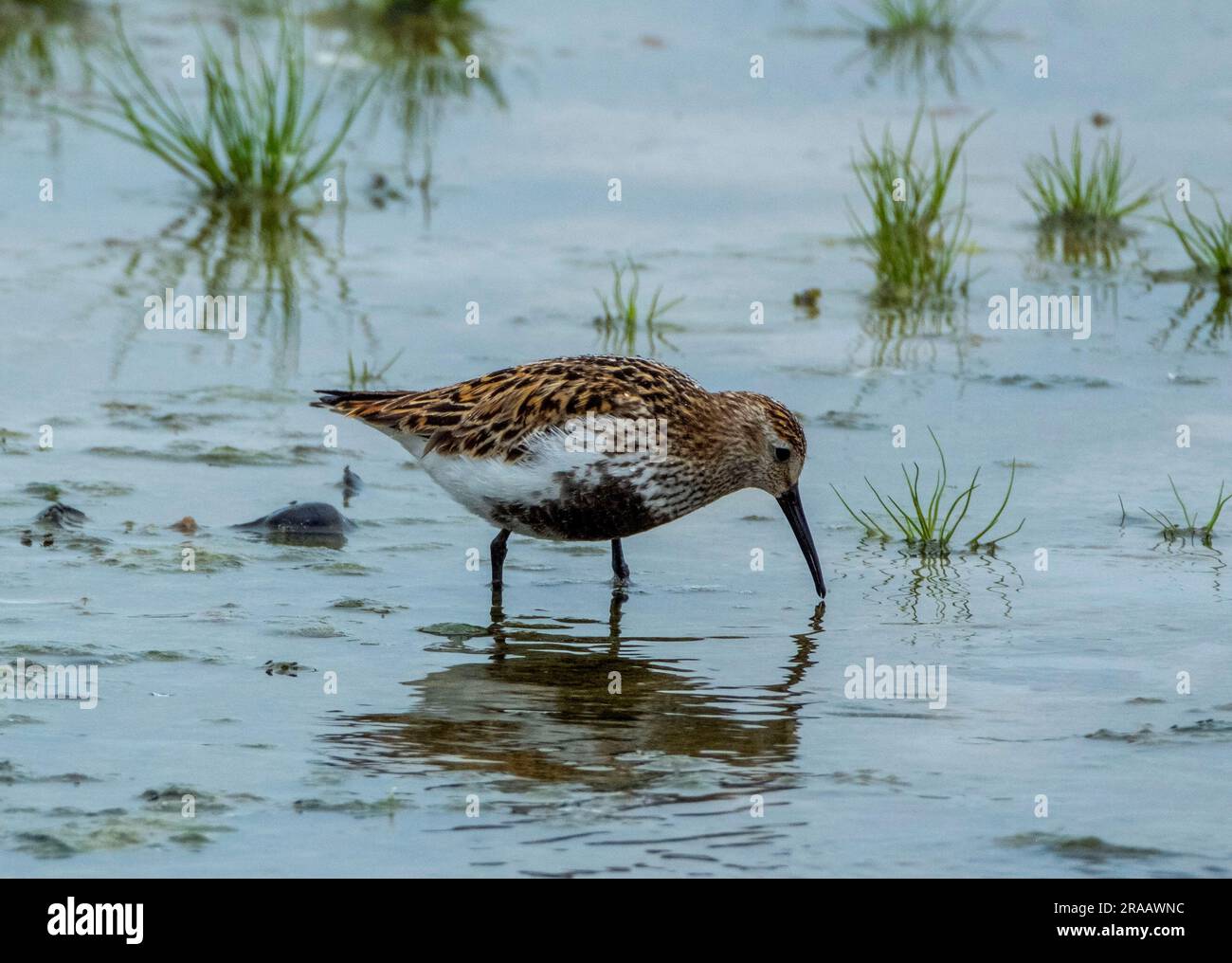 Dunlin (Calidris alpina). Adulte en plumage d'été, Isle of Tiree, Inner Hebrides, Écosse, Royaume-Uni Banque D'Images