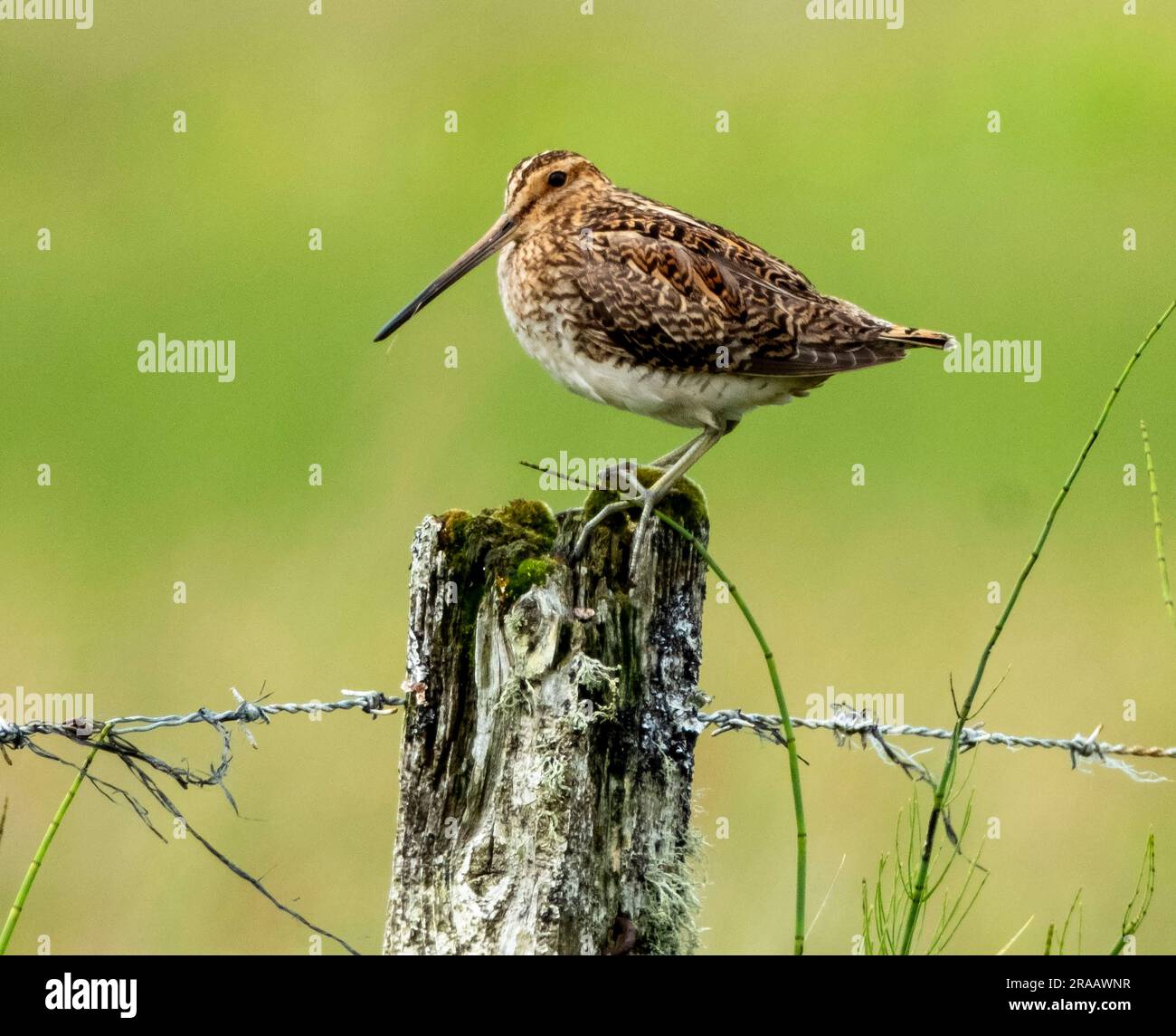 Snipe (Gallinago gallinago) sur un poste de clôture. Tiree, Inner Hebrides, Écosse, Royaume-Uni Banque D'Images Snipe (Gallinago gallinago) sur un poste de clôture. Tiree, Inner Hebrides, Écosse, Royaume-Uni Banque D'Images
