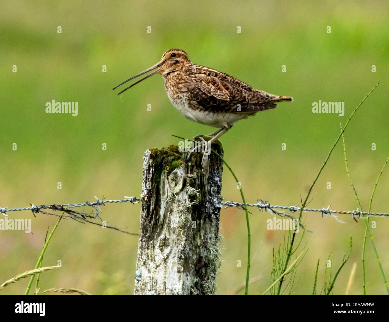 Snipe (Gallinago gallinago) sur un poste de clôture. Tiree, Inner Hebrides, Écosse, Royaume-Uni Banque D'Images Snipe (Gallinago gallinago) sur un poste de clôture. Tiree, Inner Hebrides, Écosse, Royaume-Uni Banque D'Images