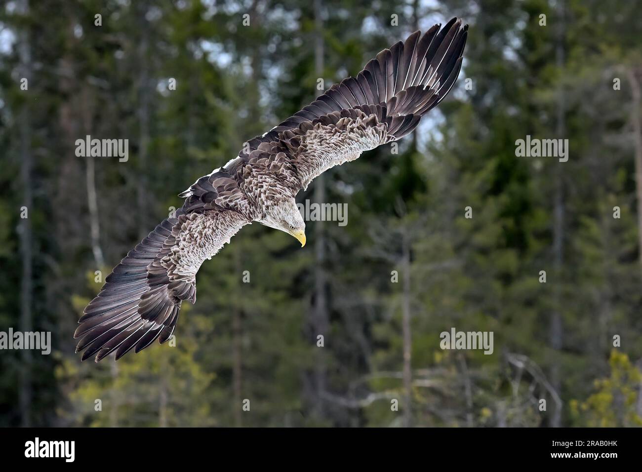 Attaque de l'aigle à queue blanche Banque D'Images