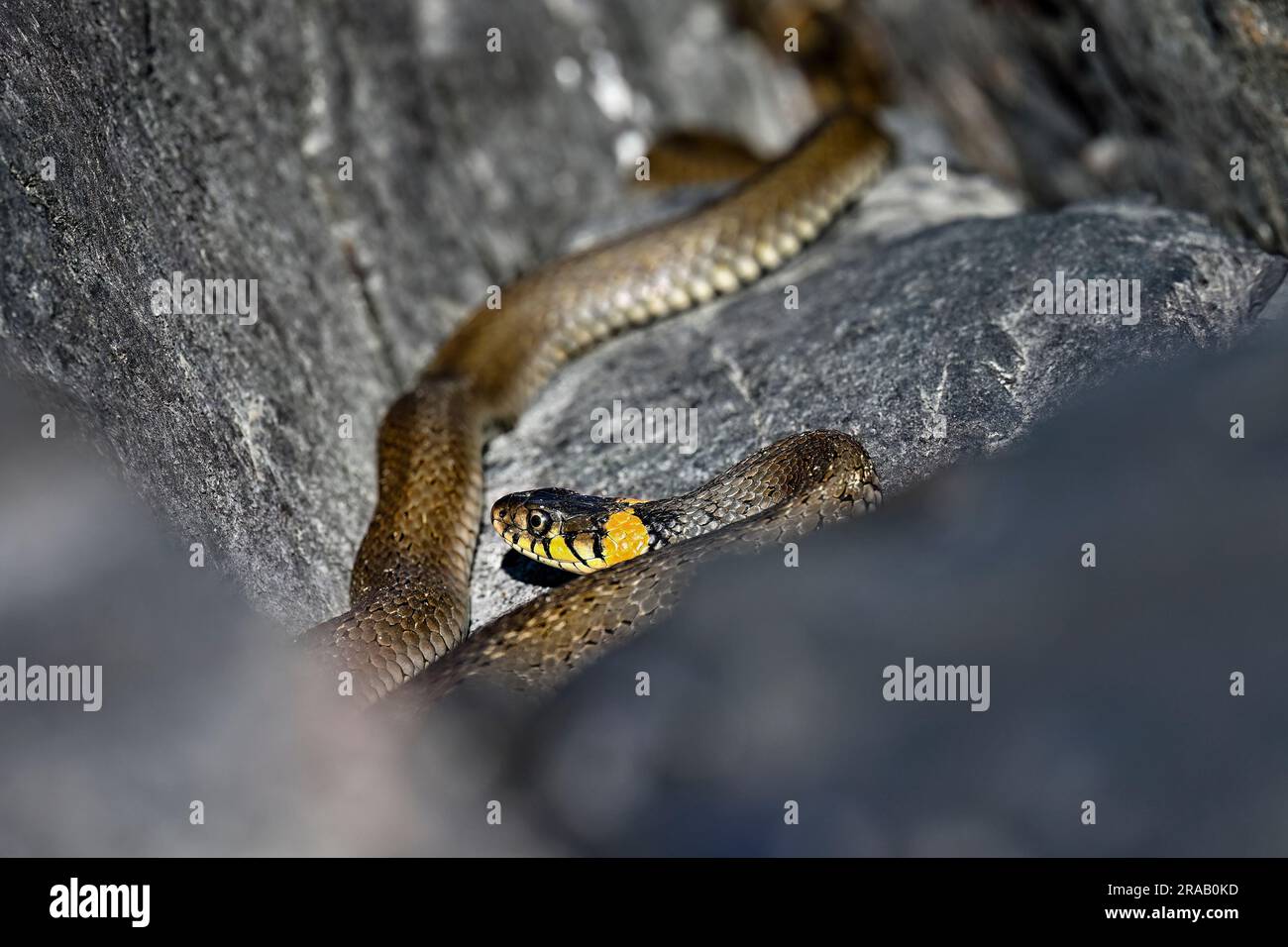 Serpent d'herbe se baquant dans les crevasses de roche Banque D'Images