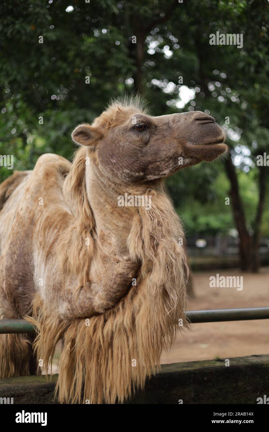 Chameau, Vieux chameau, Camel Close up, Camelus, photo portrait 4K. Banque D'Images
