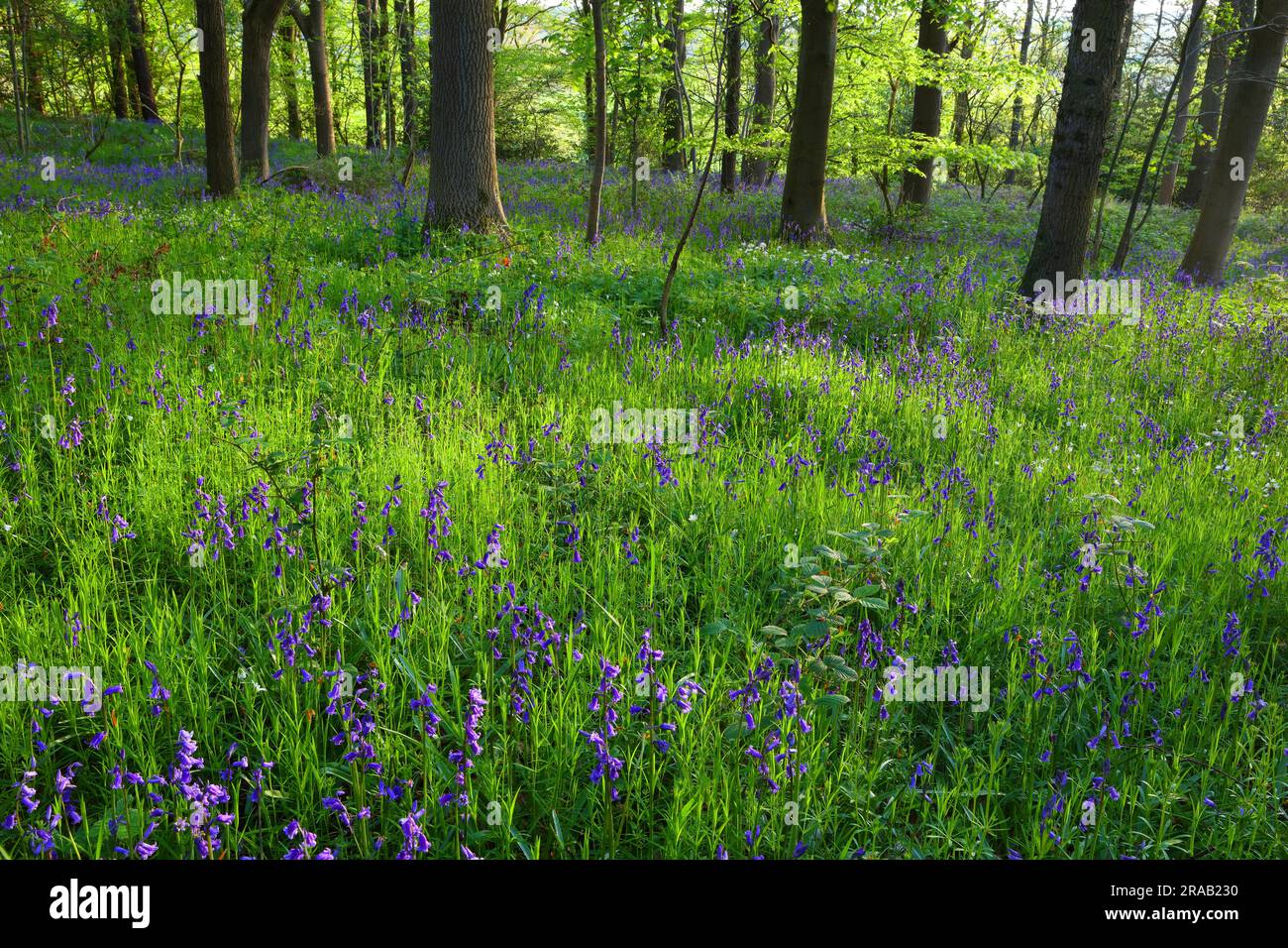 Lumière en fin d'après-midi à Bluebell Woodland à Shincliffe, Durham, comté de Durham, Angleterre, Royaume-Uni. Banque D'Images