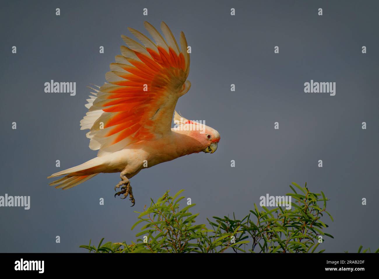 Major Mitchells Cockatoo - Lophochroa leadbeateri aussi Leadbeater ou Pink cacatoo, de taille moyenne cafatoo habite les zones arides et semi-arides de l'intérieur des terres o Banque D'Images