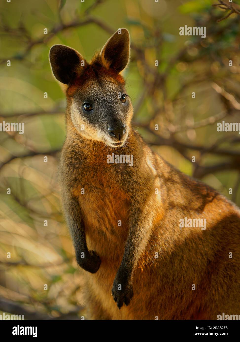 Swamp Wallaby Wallabia bicolor macropod - petit marsupial d'Australie orientale. Connu sous le nom de black, black-tailed wallaby wallaby, fougère, noir Banque D'Images