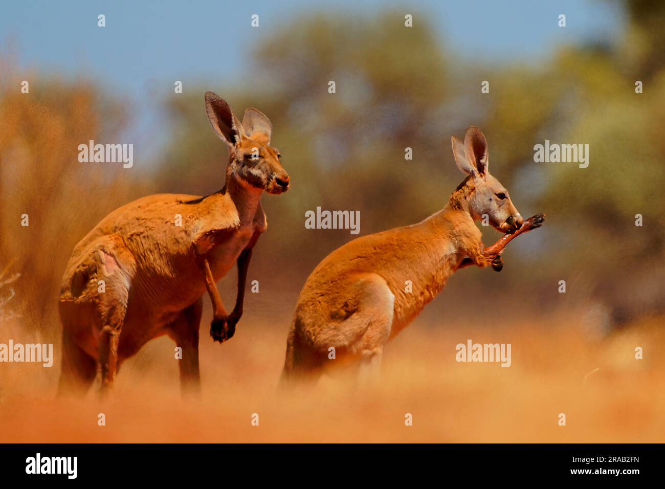 Kangourou rouge - Osphranter rufus le plus grand des kangourous, mammifère marsupial terrestre originaire d'Australie, trouvé à travers l'Australie continentale, long, poi Banque D'Images