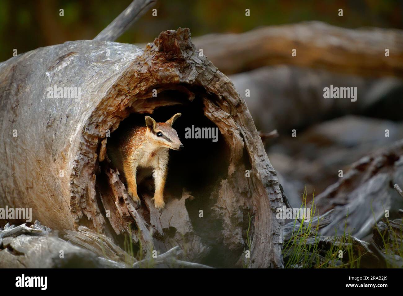 Numbat - Myrmecobius fasciatus aussi noombat ou walpurti, insectivore diurnal marsupial, le régime alimentaire se compose presque exclusivement de termites. Petite tani mignonne Banque D'Images