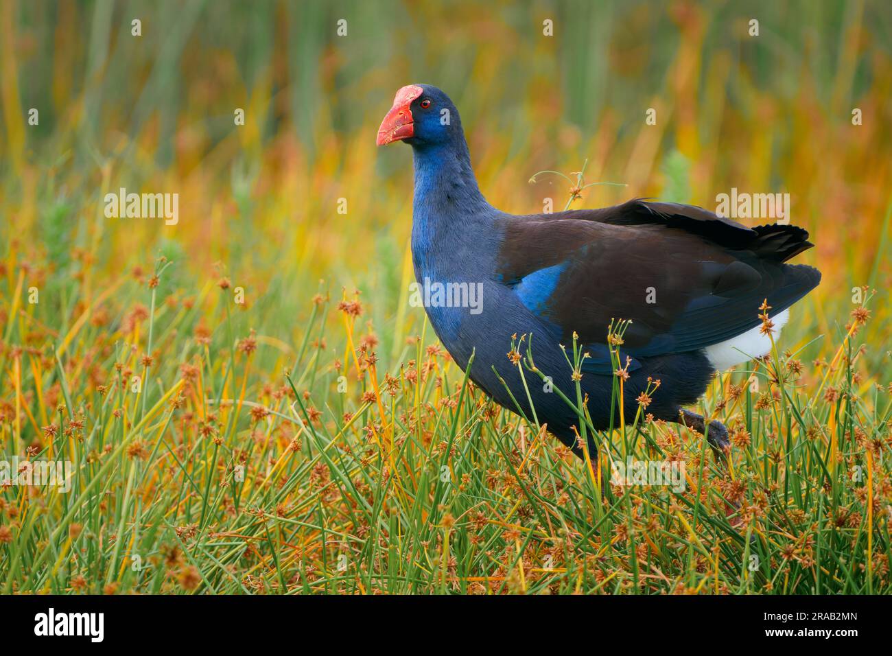 Le marécage Australasien (Porphyrio melanotus), un bel oiseau de zone humide intéressant. Oiseau coloré, bleu avec bec rouge avec joli fond vert et orange Banque D'Images