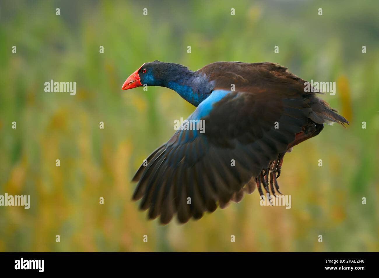 Le samphen Australasien volant (Porphyrio melanotus), un bel oiseau de zone humide intéressant. Oiseau coloré, bleu avec bec rouge avec beau vert et orange Banque D'Images