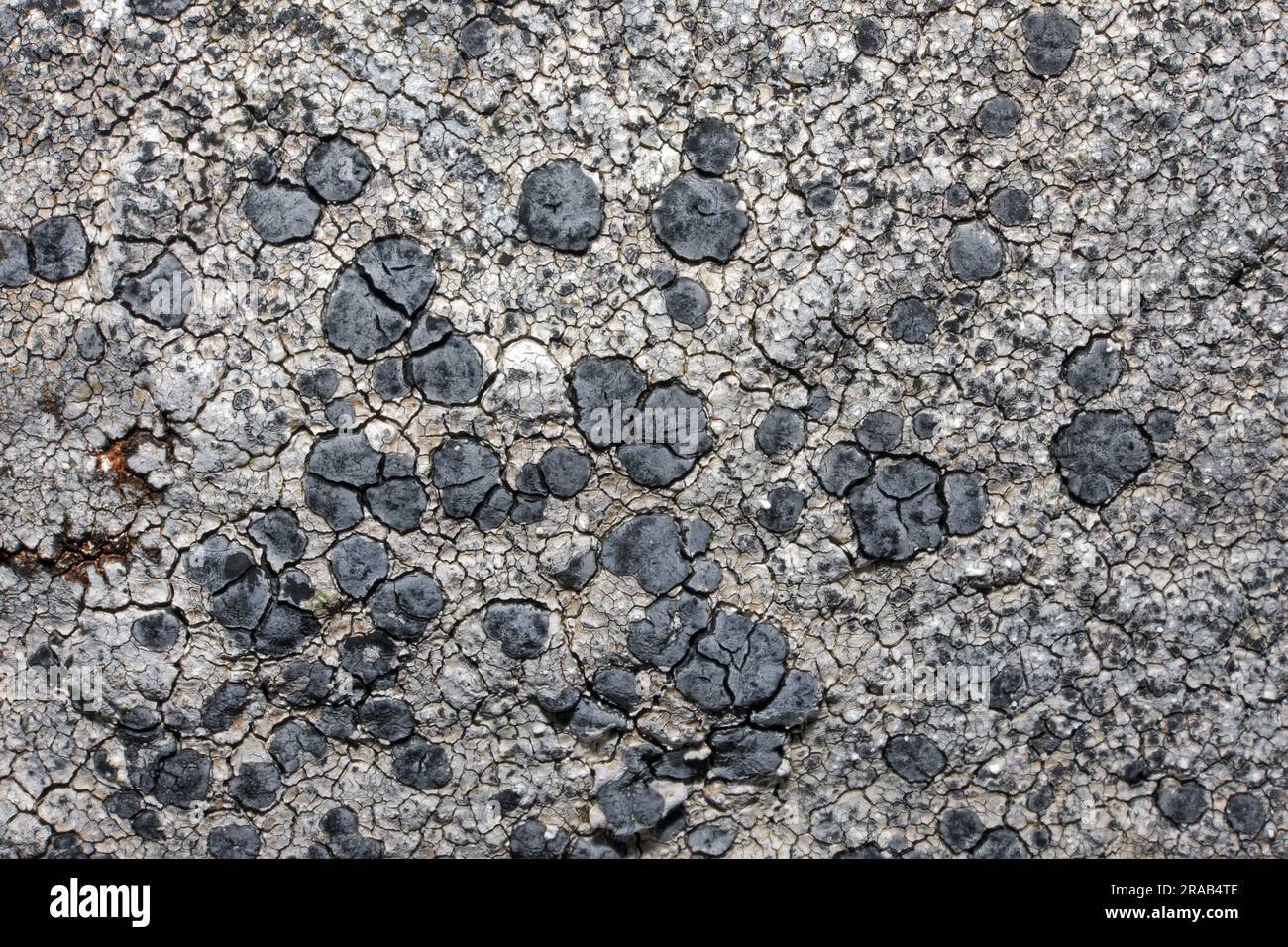 Lecidea grisella est un lichen croûteux que l'on trouve sur les rochers côtiers et intérieurs. Jusqu'à présent, elle n'a été enregistrée que dans l'hémisphère Nord. Banque D'Images