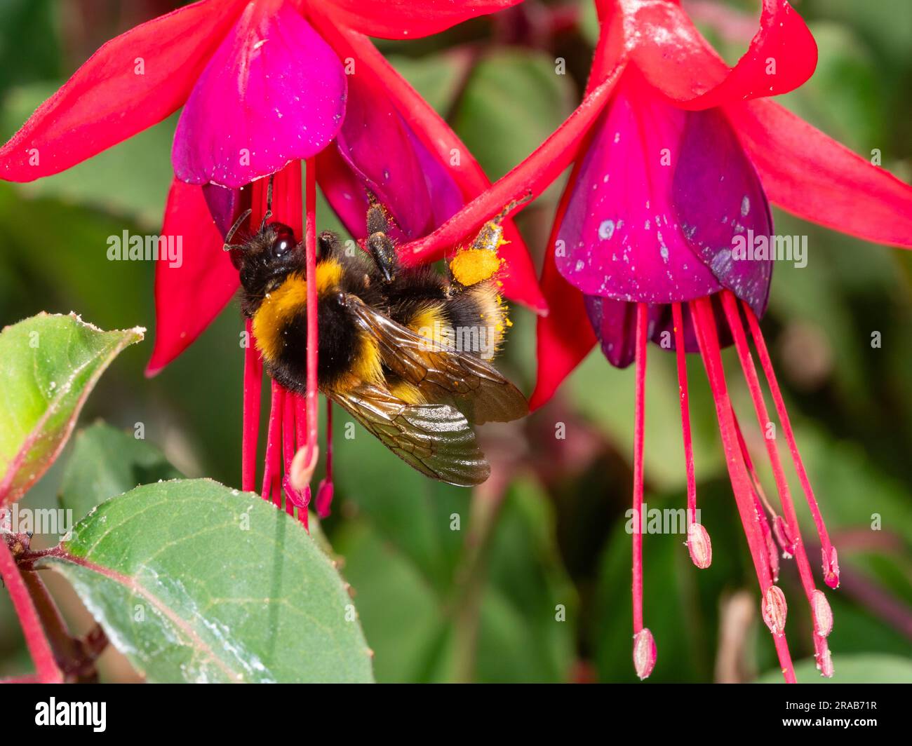 Jardin Bumblebee, Bombus hortorum, se nourrissant sur les fleurs de Fuchsia 'Mrs Popple' dans un jardin britannique Banque D'Images