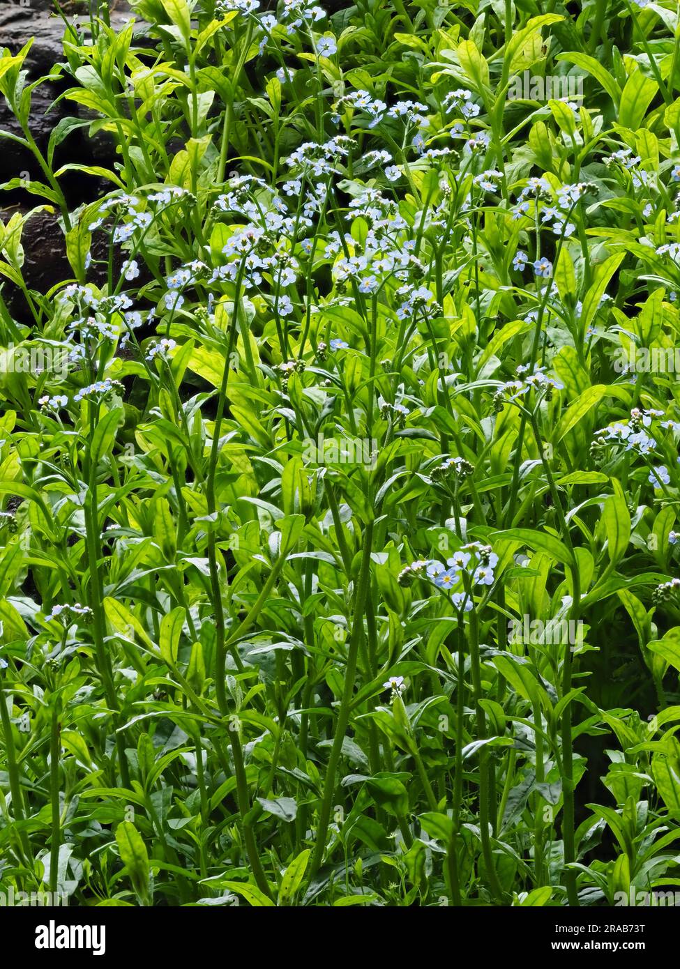 Fleurs bleues de l'été florissant marginal aquatique robuste vivace, Myosotis scorpiodes, l'eau ne m'oublie pas Banque D'Images Fleurs bleues de l'été florissant marginal aquatique robuste vivace, Myosotis scorpiodes, l'eau ne m'oublie pas Banque D'Images
