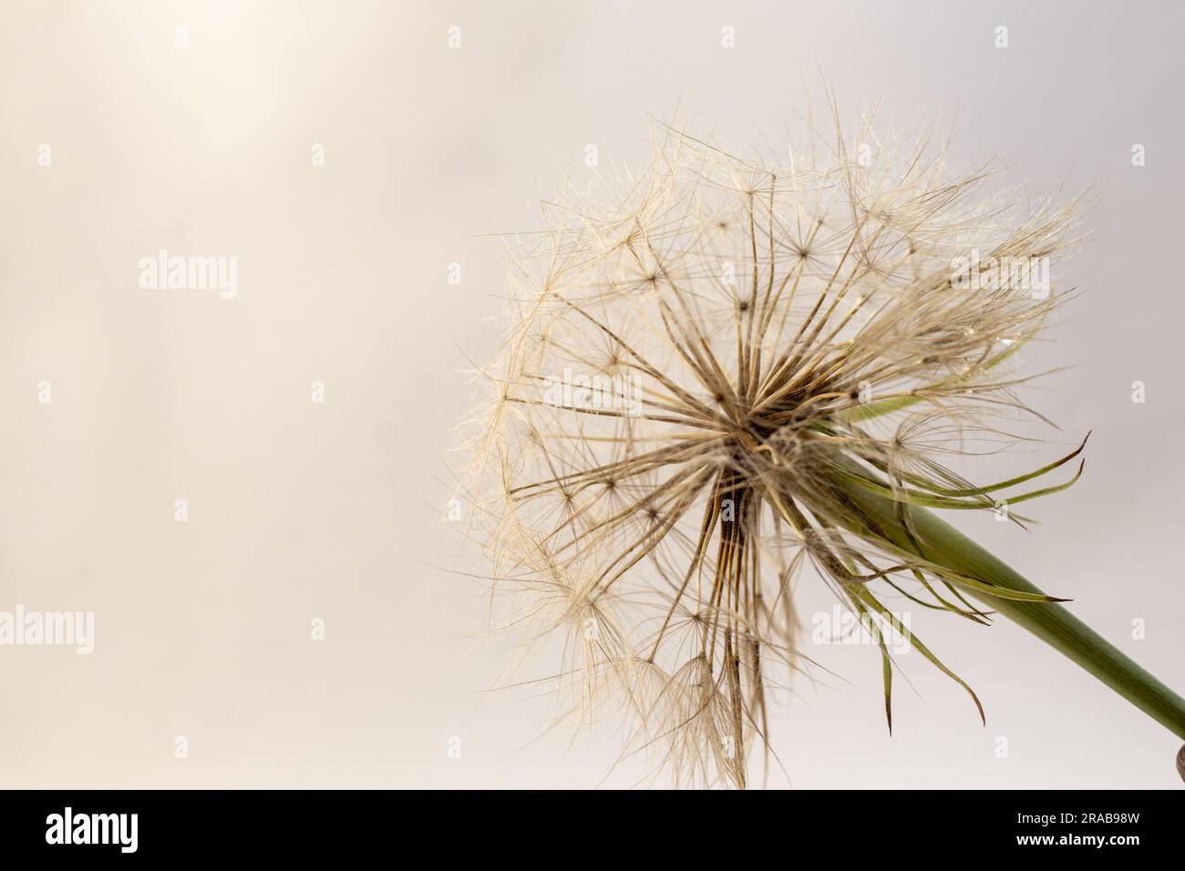 gros pissenlit sur blanc gros plan Banque D'Images