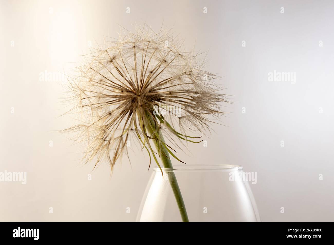 gros pissenlit sur blanc gros plan Banque D'Images