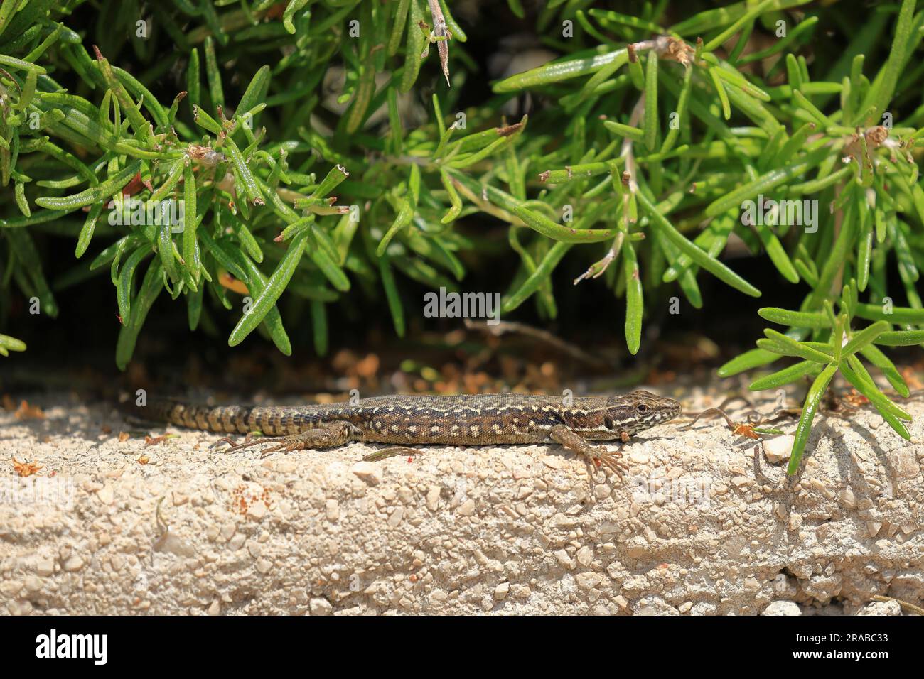 gros plan d'un lézard mural Banque D'Images