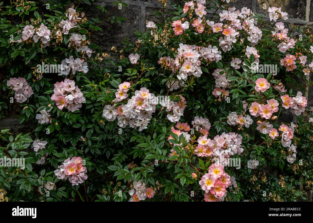Une rose en pleine croissance avec des fleurs de saumon rose grimpant sur un mur de cottage en pierre du Yorkshire. Banque D'Images
