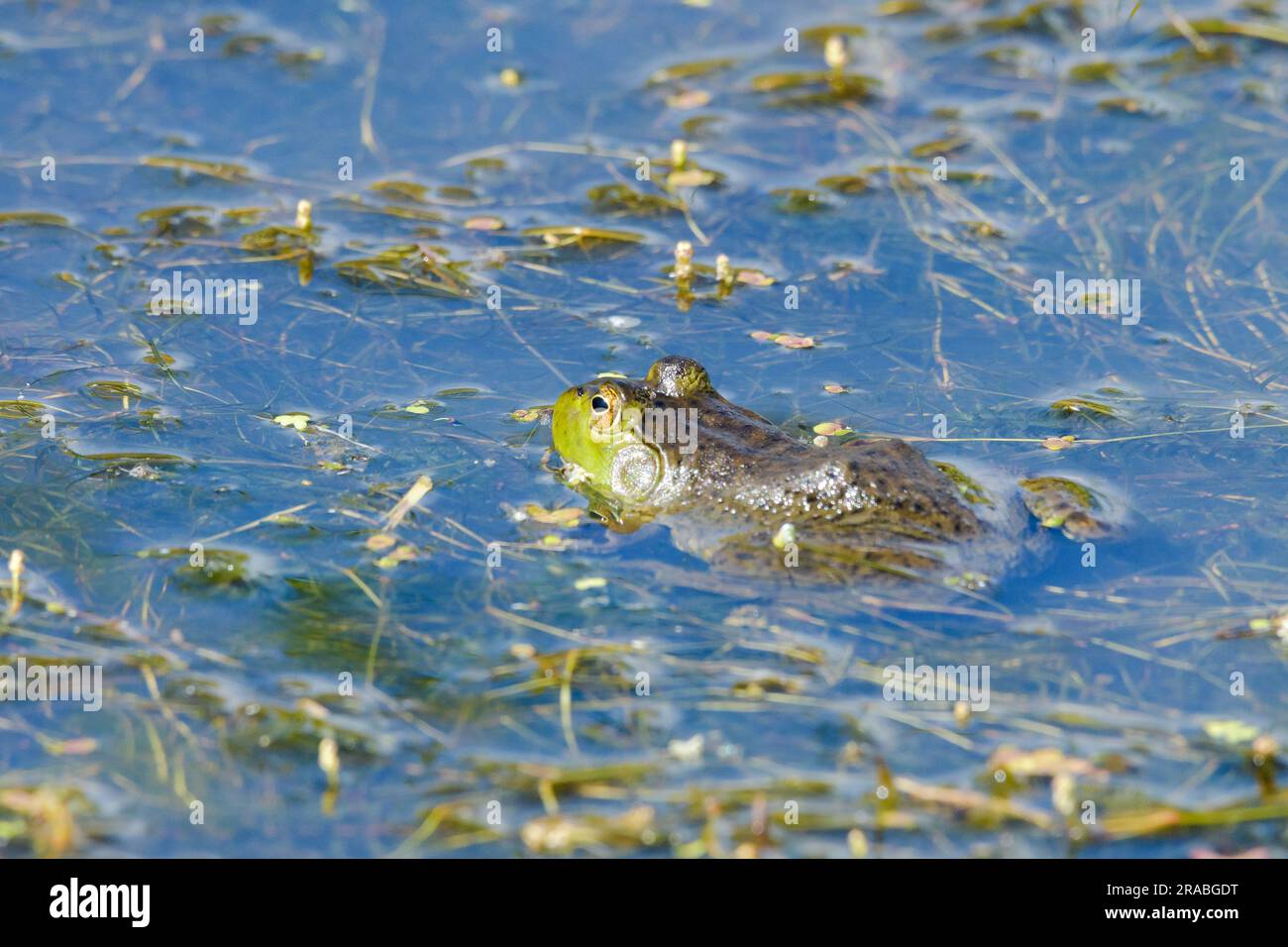 Bullfrog américain Lithobates catesbeiana partiellement submergé Banque D'Images