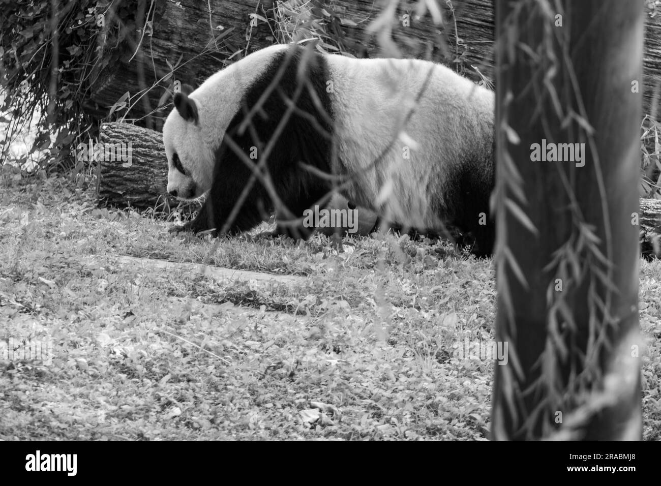 Une photo noir et blanc d'un Panda Banque D'Images Une photo noir et blanc d'un Panda Banque D'Images