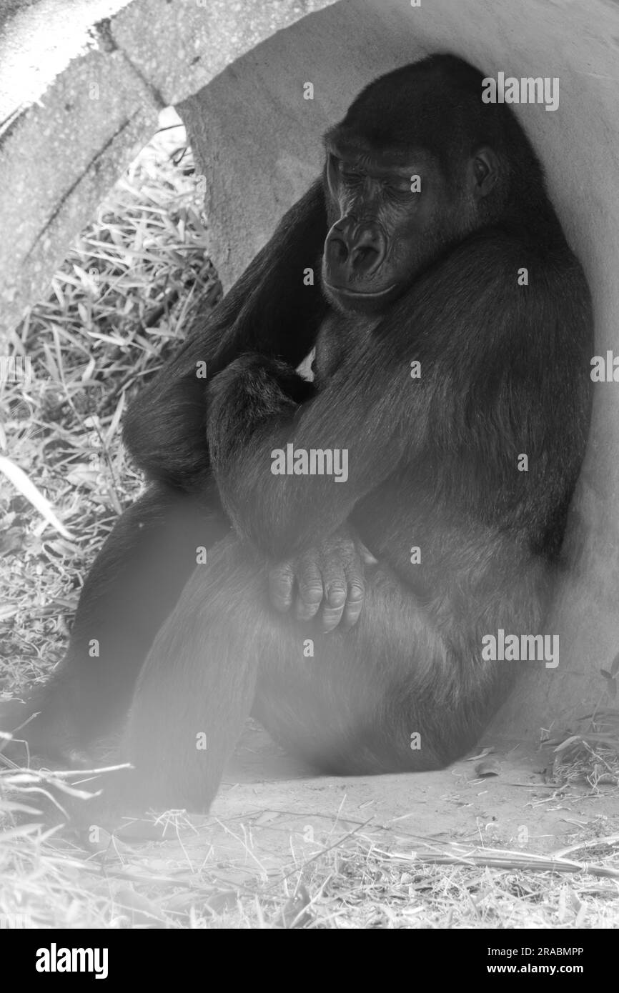 Un Gorilla des basses terres de l'Ouest endormi Banque D'Images