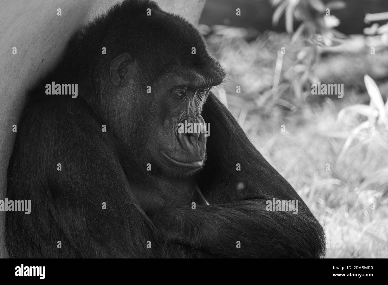 Un Gorilla des basses terres de l'Ouest endormi Banque D'Images