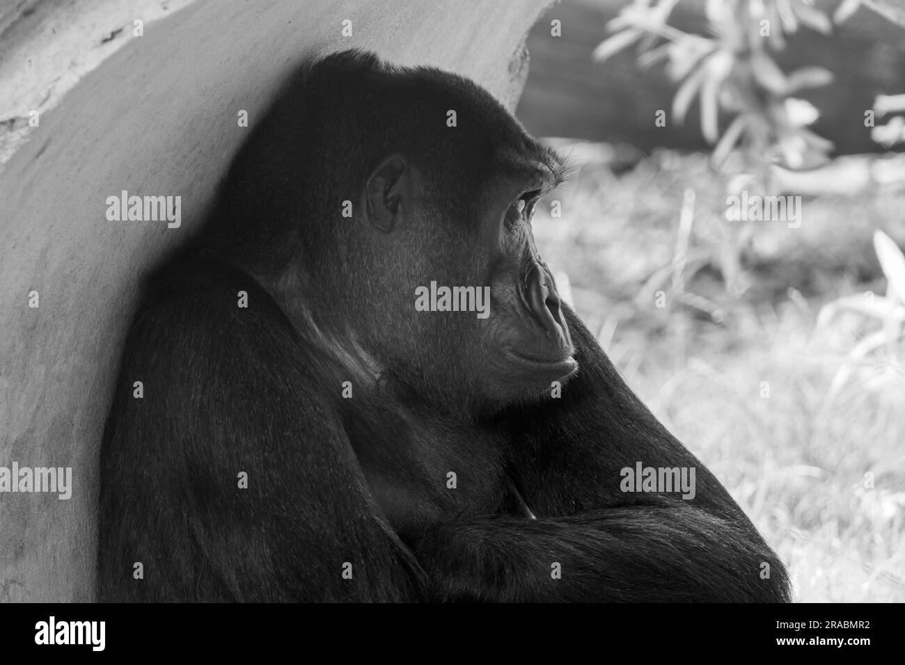Un Gorilla des basses terres de l'Ouest qui a vue à l'extérieur Banque D'Images