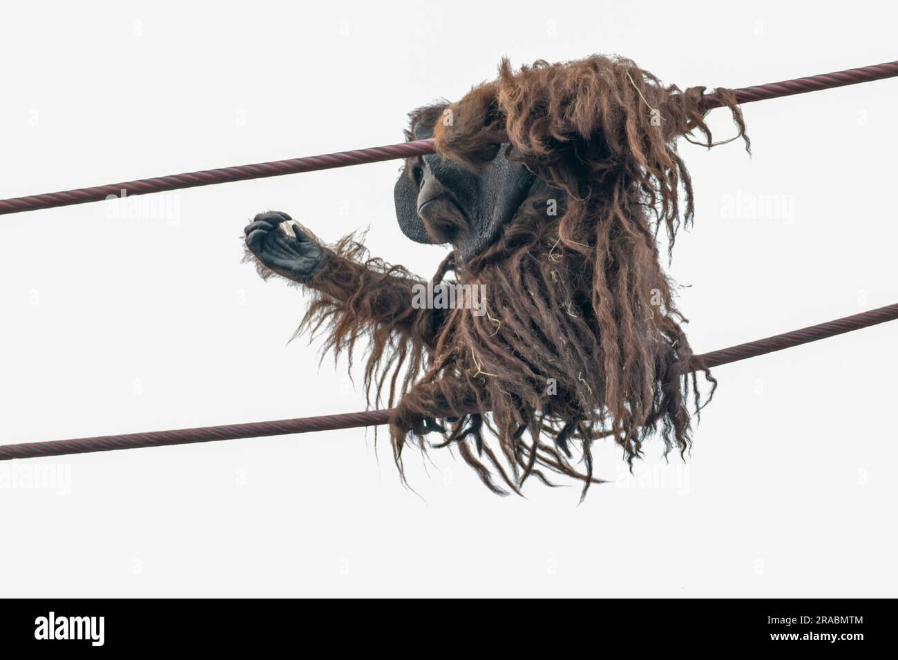 Cordes d'escalade d'Orangutan âgées dans l'air Banque D'Images