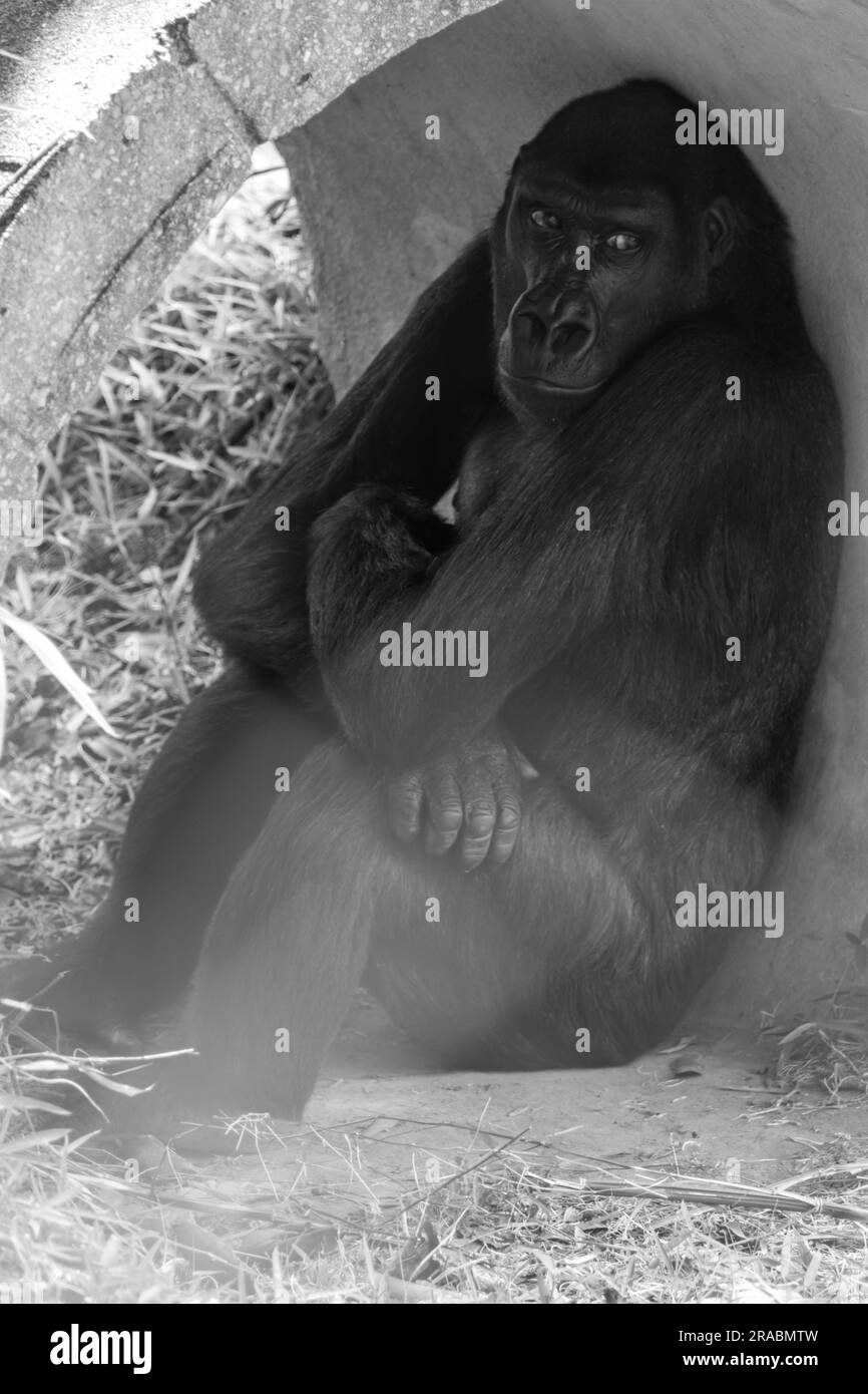 Un Gorilla des basses terres de l'Ouest qui a vue à l'extérieur Banque D'Images