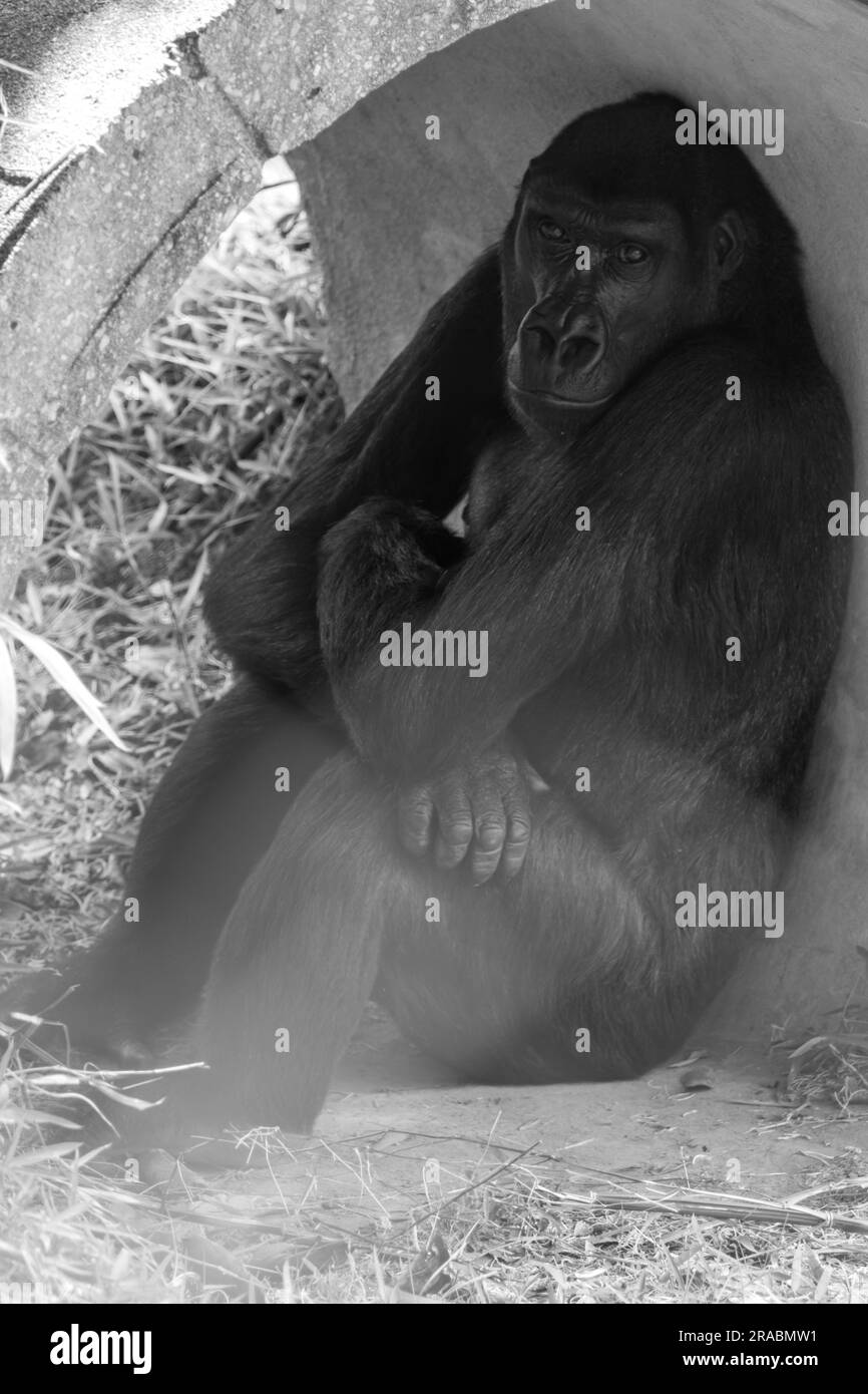 Un gorille des basses terres de l'Ouest regardant la caméra Banque D'Images