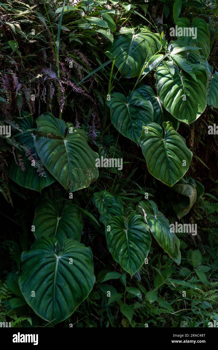 Biodiversité florale dans la jungle amazonienne du Pérou Banque D'Images