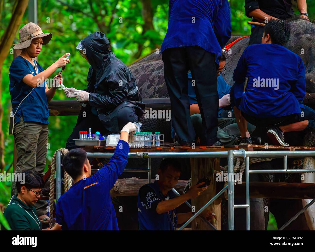 Thaïlande. 02nd juillet 2023. Les vétérinaires et Mahout du Thai Elephant conservation Center vérifient 'sak Surin' l'éléphant thaïlandais à l'hôpital d'éléphants de Lampang. Un éléphant malade qui n'aurait pas été bien entretenu à Sri Lanka. « sak Surin » est l'un des trois éléphants que le gouvernement royal thaïlandais a donné au gouvernement du Sri Lanka depuis 2001. (Photo de Pongmanat Tasiri/SOPA Images/Sipa USA) crédit: SIPA US/Alay Live News Banque D'Images