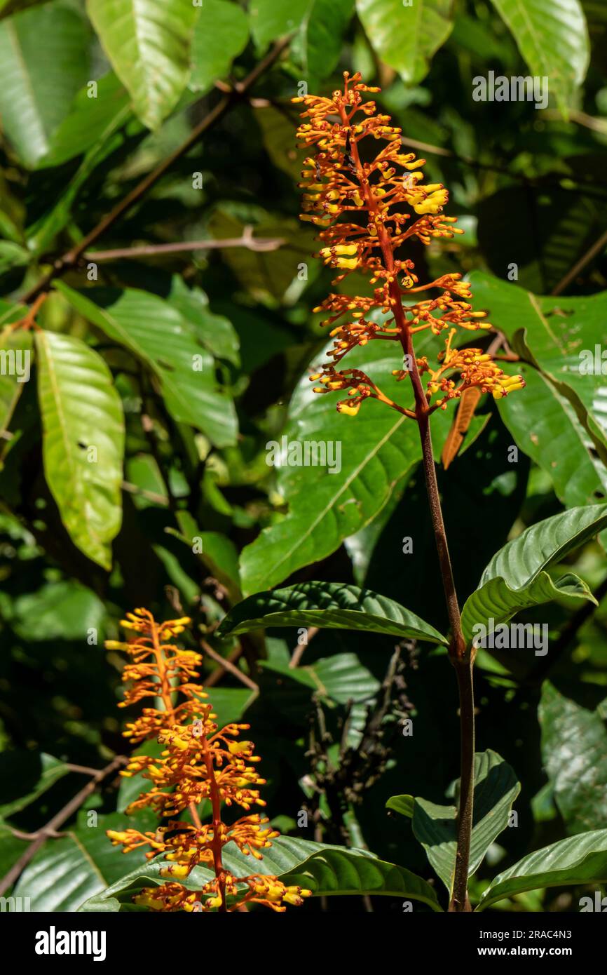 Palicourea padifolia dans la jungle amazonienne du Pérou Banque D'Images
