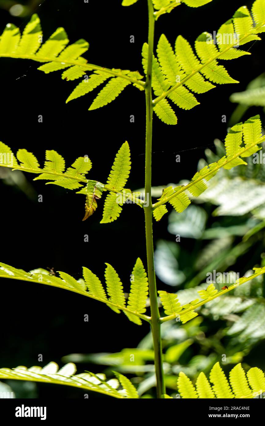 Pteridium aquilinum (fougère aigle) dans la forêt amazonienne, Perú. Banque D'Images