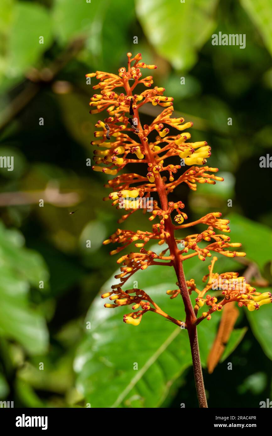 Palicourea padifolia dans la jungle amazonienne du Pérou Banque D'Images
