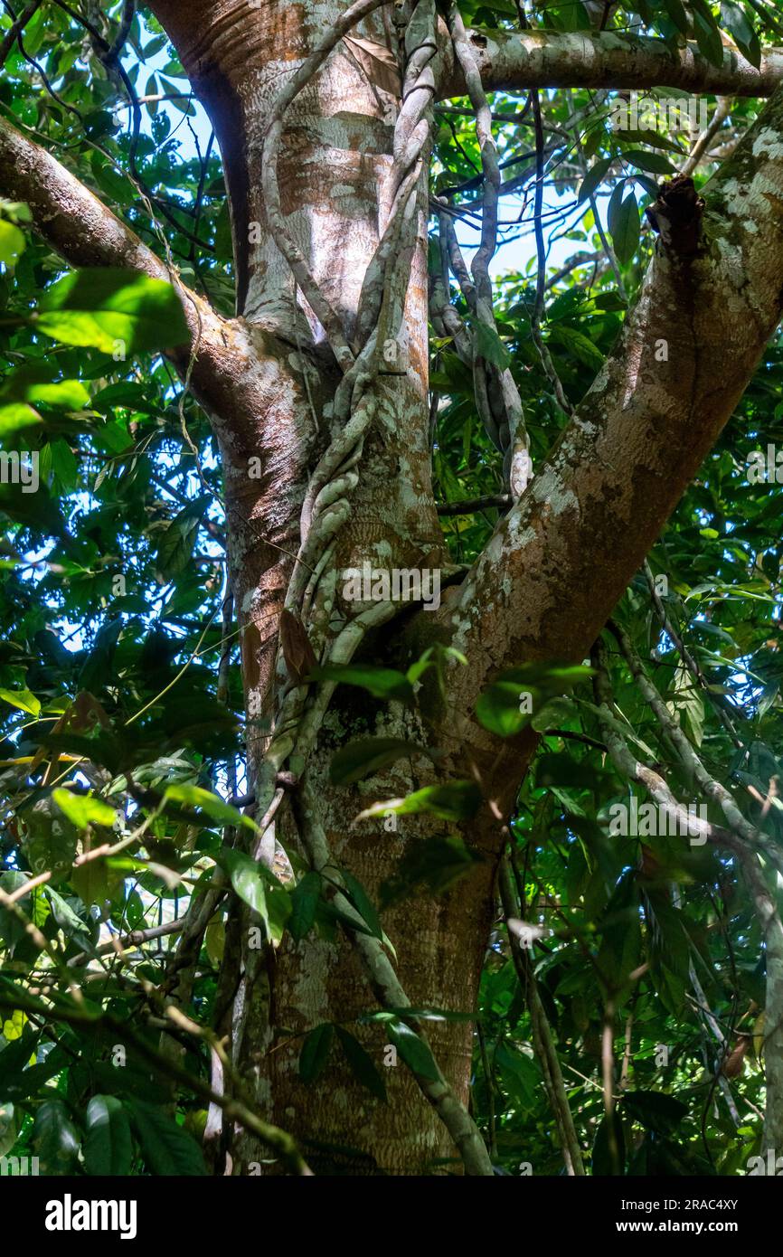 Biodiversité florale dans la jungle amazonienne du Pérou Banque D'Images