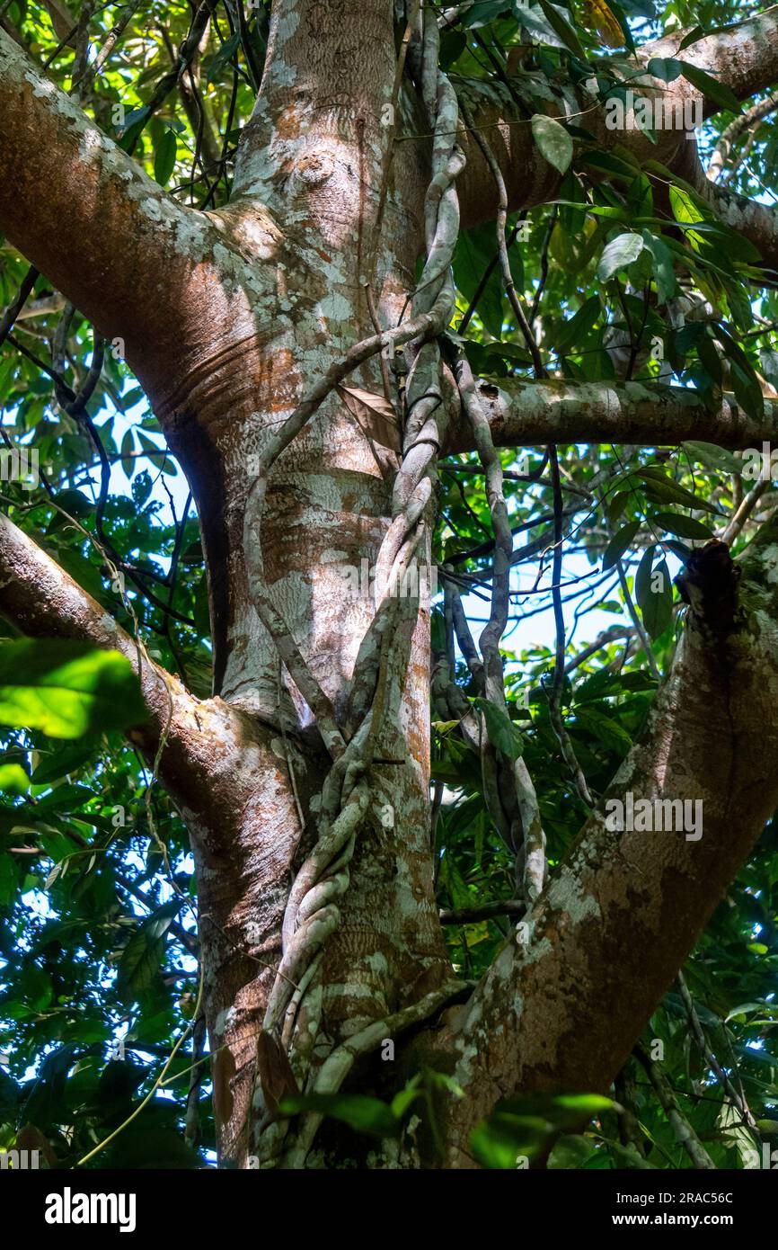 Biodiversité florale dans la jungle amazonienne du Pérou Banque D'Images