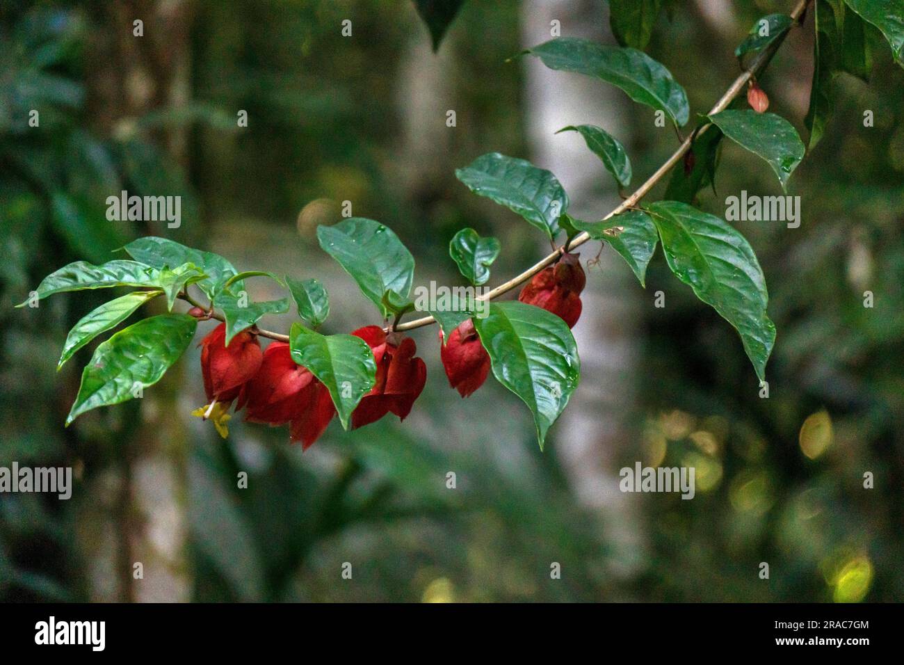 Biodiversité florale dans la jungle amazonienne du Pérou Banque D'Images
