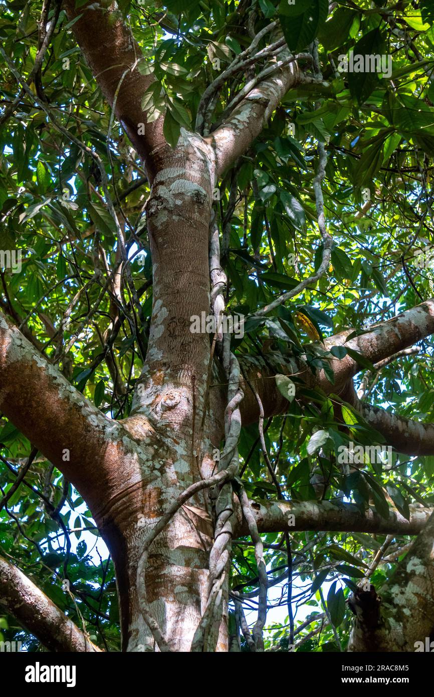 Biodiversité florale dans la jungle amazonienne du Pérou Banque D'Images