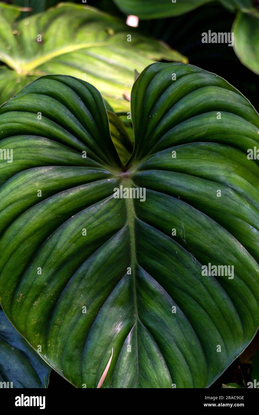 Biodiversité florale dans la jungle amazonienne du Pérou Banque D'Images