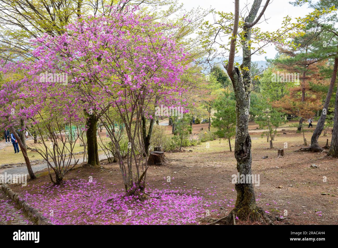 Parc de Kameyama dans le district d'Arashiyama, Kyoto, Japon, Tenryu-ji-ji site du temple de tête, Japon, Asie Banque D'Images