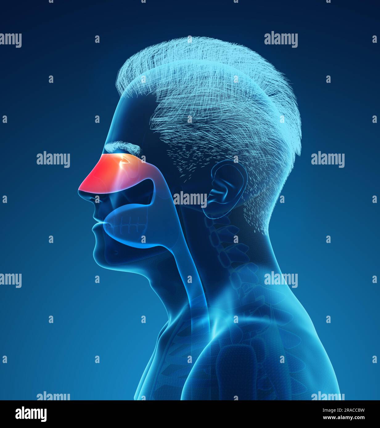 Image radiographique de l'homme montrant le système respiratoire avec la cavité nasale sur fond bleu, illustration Banque D'Images