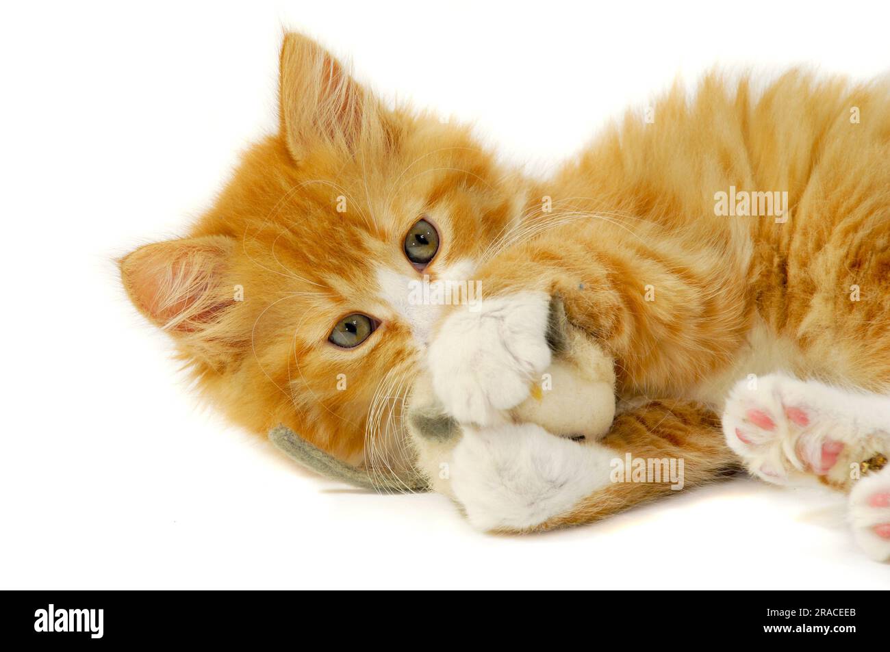 Le chaton de chat doux joue à la souris de jouet de wity Banque D'Images