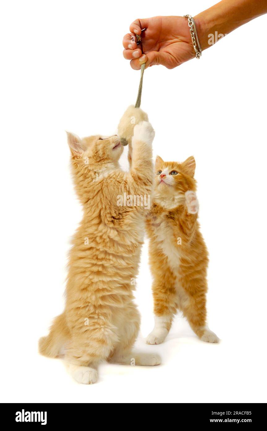 Les chatons de chat doux jouent à la souris de jouet de wity Banque D'Images