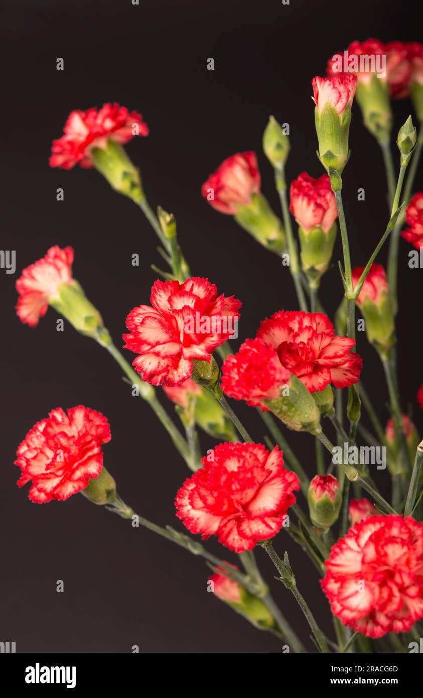 Fleurs de carnation rouges sur fond noir Banque D'Images