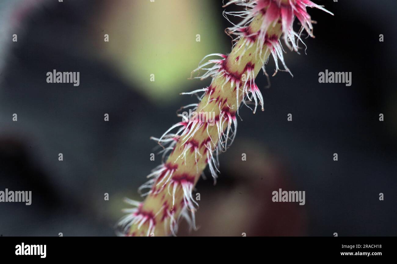 fond macro de feuille de bégonia rouge. arrière-plan de la nature Banque D'Images