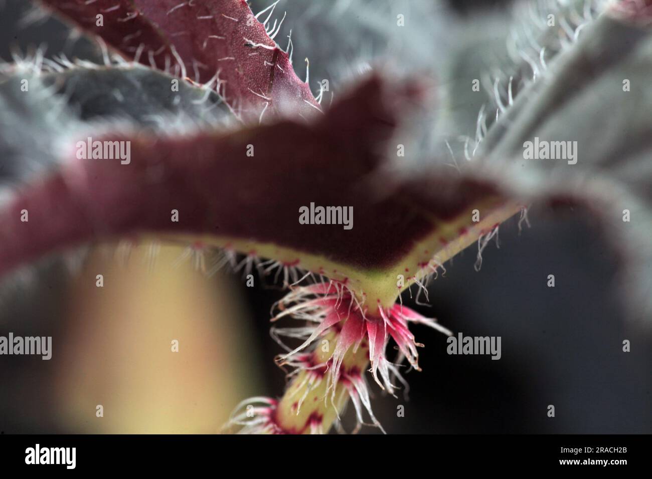 fond macro de feuille de bégonia rouge. arrière-plan de la nature Banque D'Images