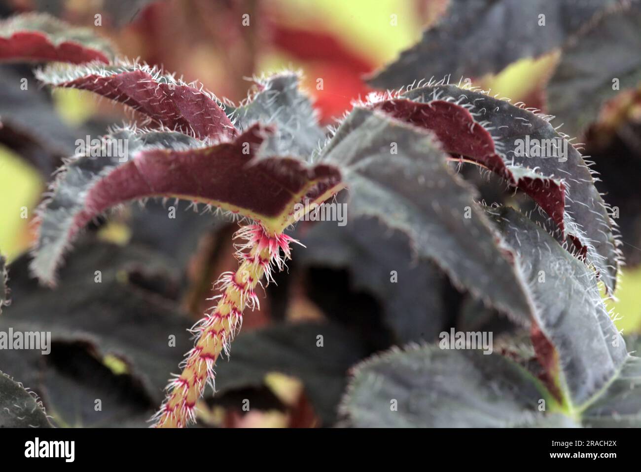 fond macro de feuille de bégonia rouge. arrière-plan de la nature Banque D'Images