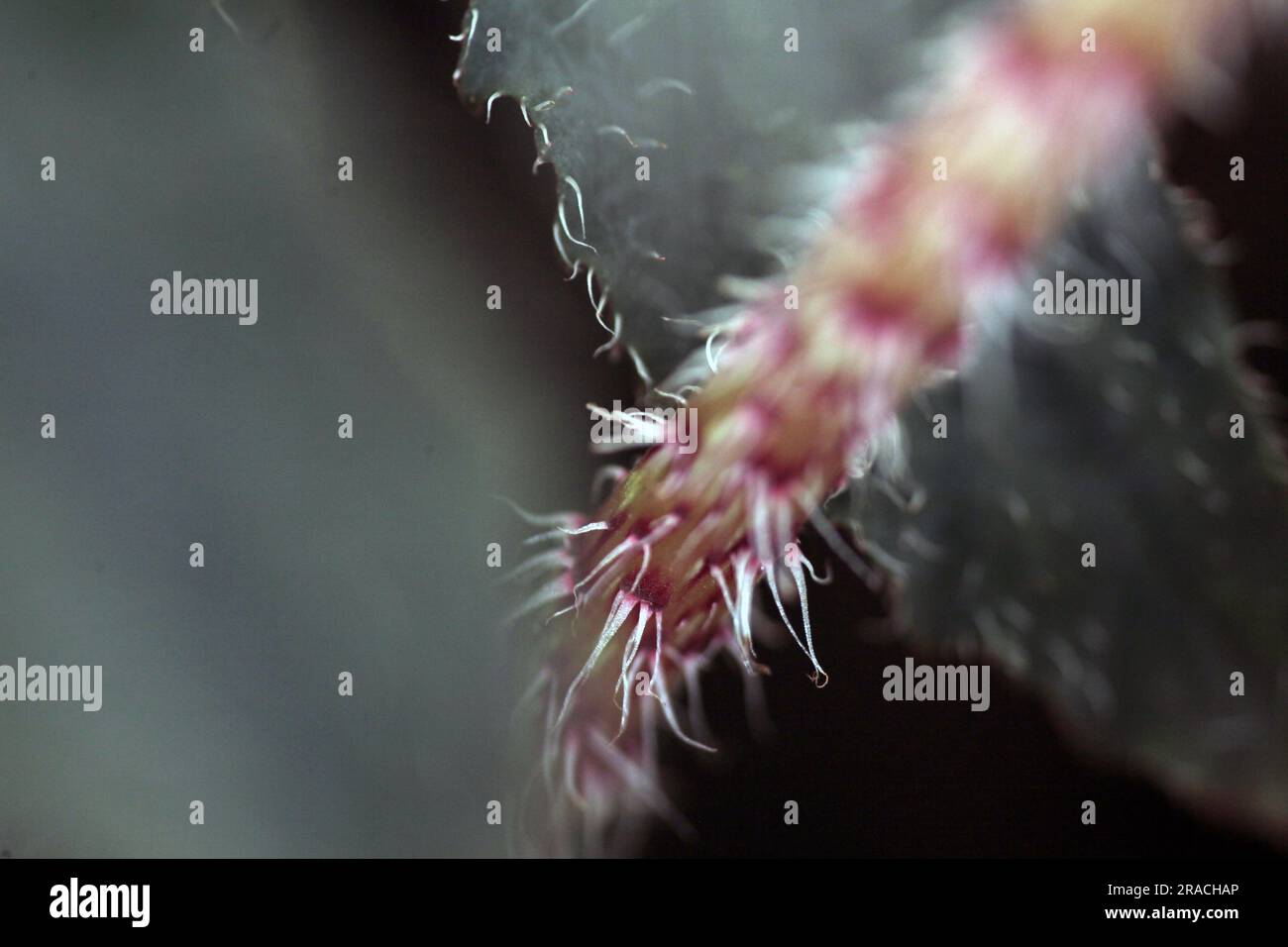fond macro de feuille de bégonia rouge. arrière-plan de la nature Banque D'Images
