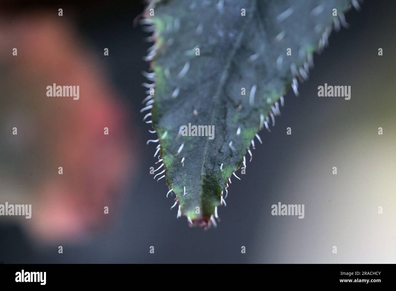 fond macro de feuille de bégonia rouge. arrière-plan de la nature Banque D'Images